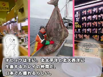 【ゆっくり解説】やる夫で学ぶ巨大生物１６【オヒョウ】