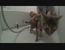 【モアクリ】 猫っ風呂（2015・春）