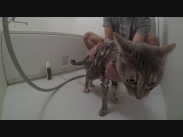 【モアクリ】 猫っ風呂（2015・春）
