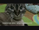 新カメラCanon ivis mini Xでジャンくんの猫動画撮影