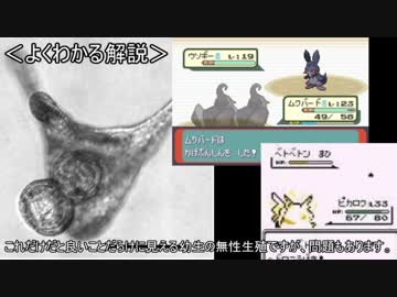 ゆっくり動物雑学「クローンを作って…」