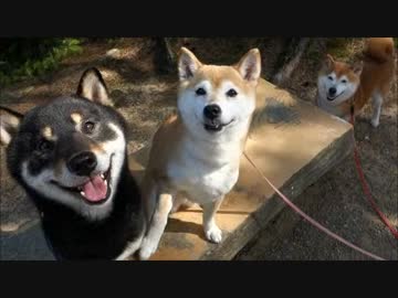 柴犬ひかいち　黒柴くんとお散歩撮影会