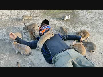 兎の楽園　大久野島ツーリング