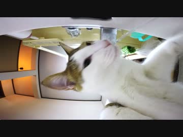 蛇口vs猫