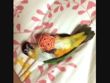 猫のようにじゃれるインコ