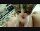 【㌧ちゃん】みーみーこぬこにゃん(*´∀｀)【成長記録part1】