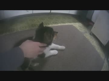 狩猟犬キター！？