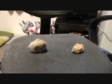 拾いねこ＠生後1040/1007日目　何かの塊がふたつ