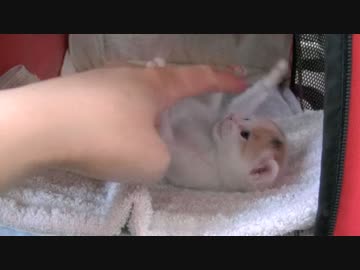 くるねこ大和　胡桃ちゃん274g  20150509