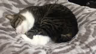 うちの猫の寝姿を撮影してみた（５月９日）