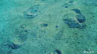 『ニコカラ』転校前夜 ～on vocal～