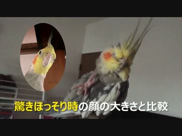 スローで見るオカメインコ ～羽繕い編～