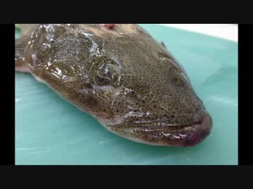 こちのさばき方