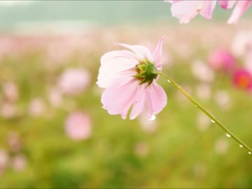 【NNIオリジナル】雨雲のうた / Rain cloud【インスト】