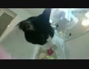 なんだか水を飲みたくなる、猫の水飲みシーン（1/4倍速）