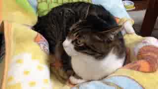 うちの猫の寝姿を撮影してみた（５月１０日）