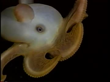 ホモと見る深海探検　2/2