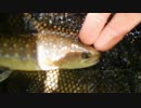 渓流釣りがしたくなって・・・テンカラ編