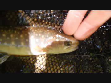 渓流釣りがしたくなって・・・テンカラ編