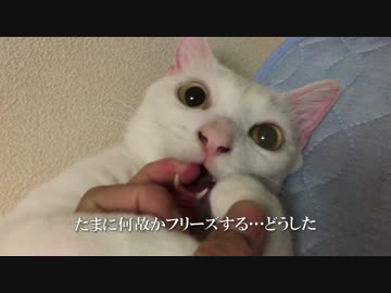 【宇宙猫】保護猫、甘噛み中にカンペを凝視する