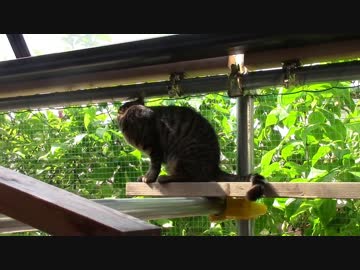 せんじつの【蒼民家の猫々】