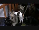 こんしゅうのおやつ【蒼民家の猫々】