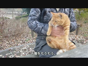 茶トラを抱っこしてモフモフ