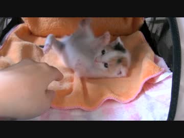 くるねこ大和　胡桃ちゃん314g  20150511
