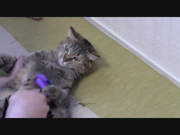 拾いねこ＠生後1042/1009日目　毛刈り回