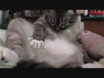 歯磨きを逃れて勝利のポーズで悦にいるジャンくん