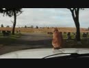 走行中の車の上を自由に移動するネコさん 【見ててハラハラ】