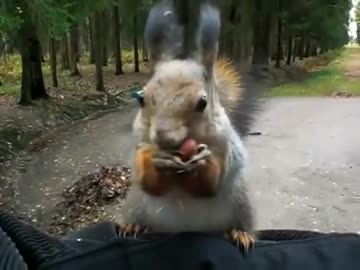 とってもお腹が空いていた野生のリスさん 【音フェチ】