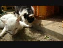 とある田舎の猫事情　～白黒猫、理不尽な暴力を振るう～
