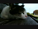オネムなパンダ猫