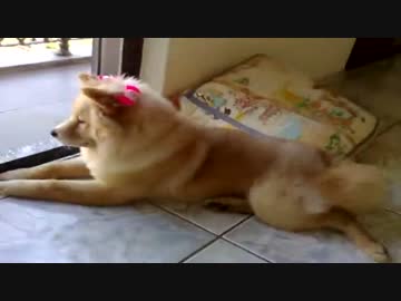 犬にリボンつけてみた
