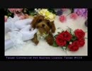 極小ティーカッププードル 403.mp4