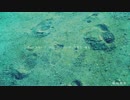 【刹～setsu～】転校前夜【歌ってみた】