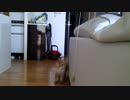 ねこを釣る！