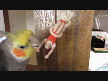 オカメインコと吊るしやすいフチ子