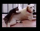 御利口な動物たち！！.mp4