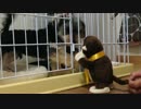 愛犬にモノマネ人形与えてみた