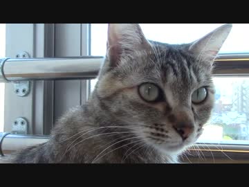 拾いねこ＠生後1044/1011日目　つきにょんどアップ