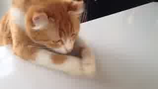 おやつを必死に食べる猫