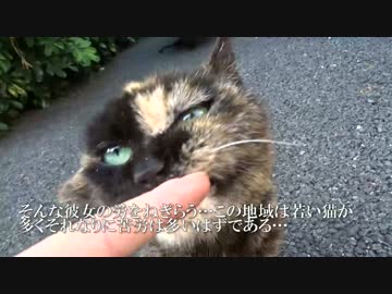 地域の重鎮のサビ猫婆さんを久方ぶりにモフらせていただく