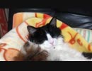 うちのもう一匹の猫の寝姿を撮影してみた（５月１４日）