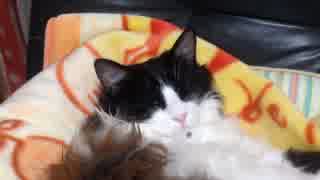 うちのもう一匹の猫の寝姿を撮影してみた（５月１４日）