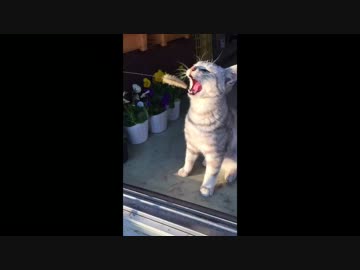 ぬこと猫じゃらし