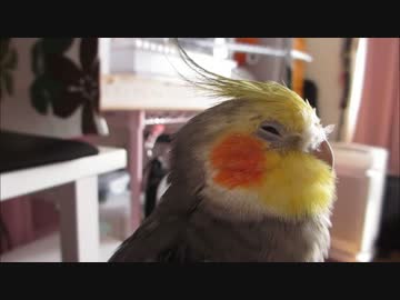 ホワ毛がまぬけなオカメインコ