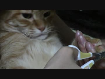 拾いねこ＠生後1045/1012日目　今日は爪きり