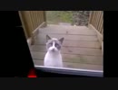 しゃべる猫ちゃんから皆さんにメッセージがあるそうです